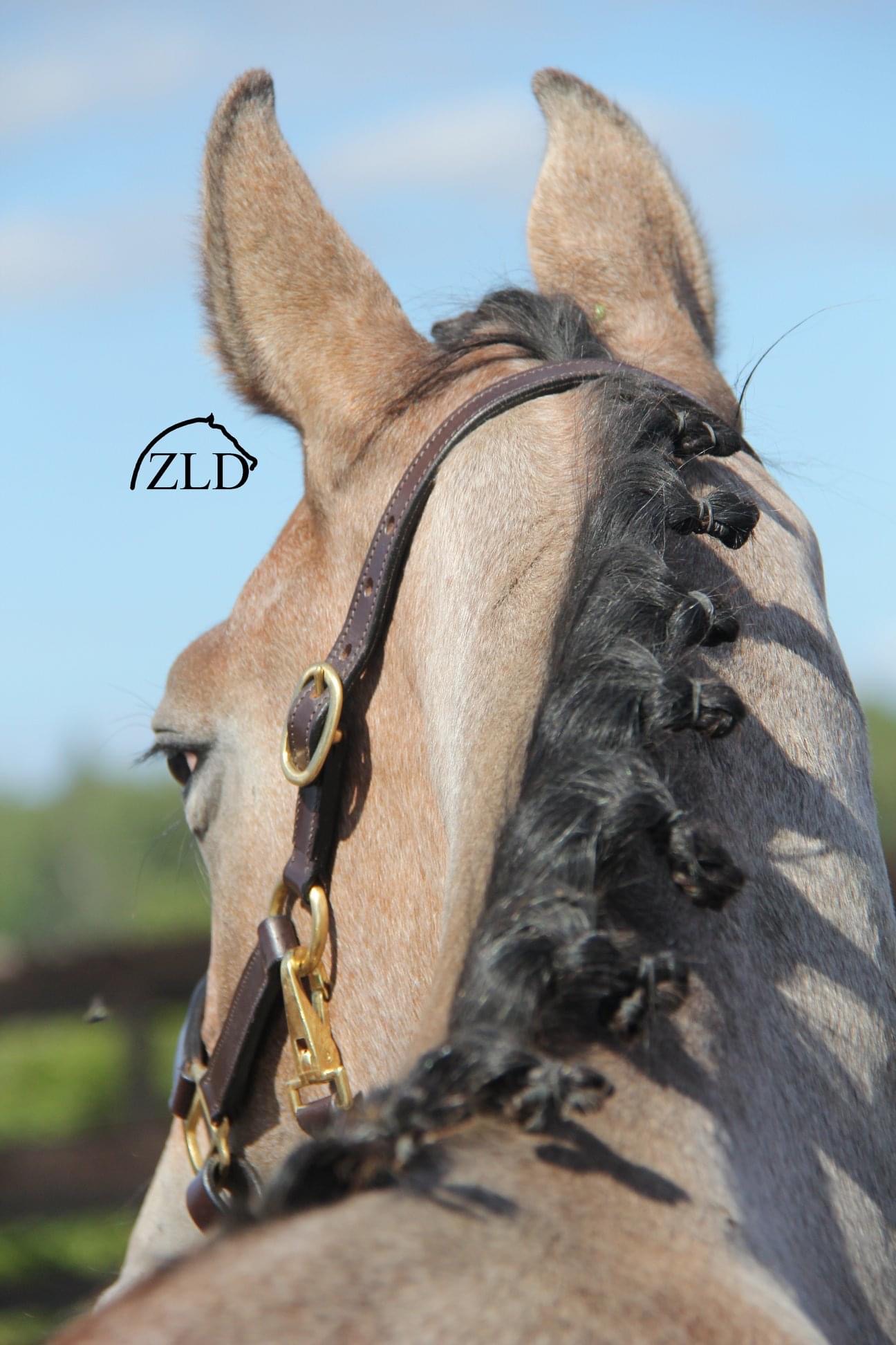 zarri1
